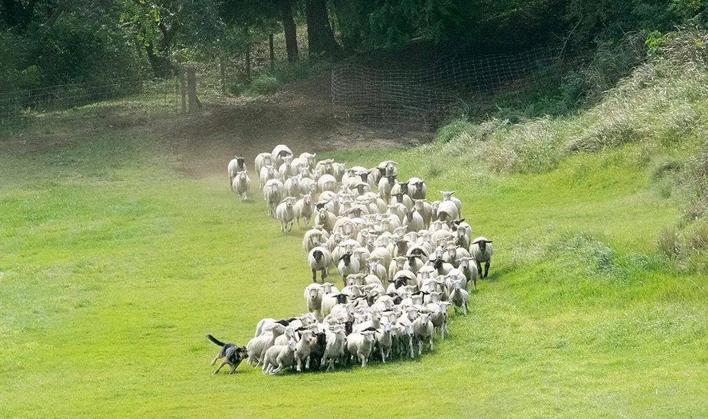 日本生态农业庄园,日本田园农场排行榜