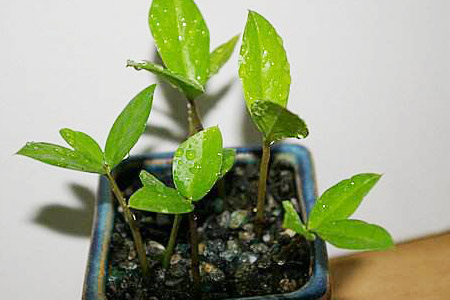 金钱树的扦插时间与方法,金钱树用叶子怎么培植