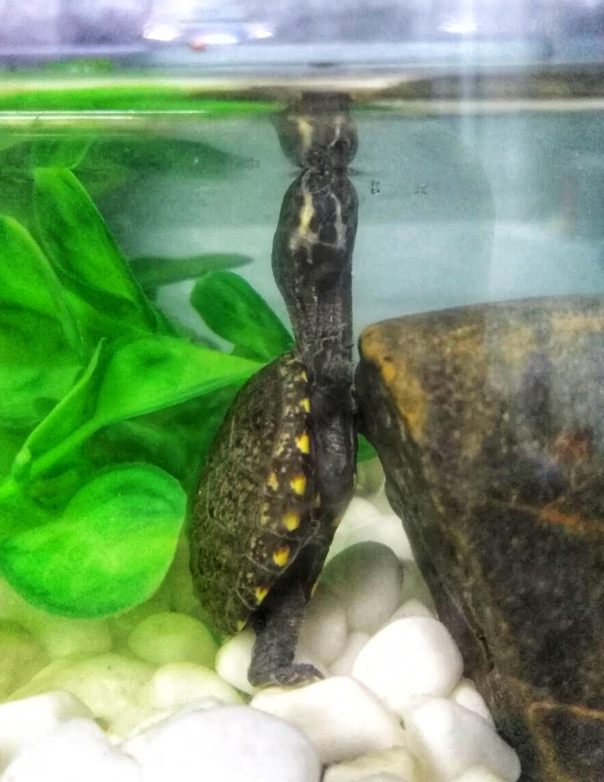 排缸养龟到底用不用打氧,养龟的水一定要晒太阳吗