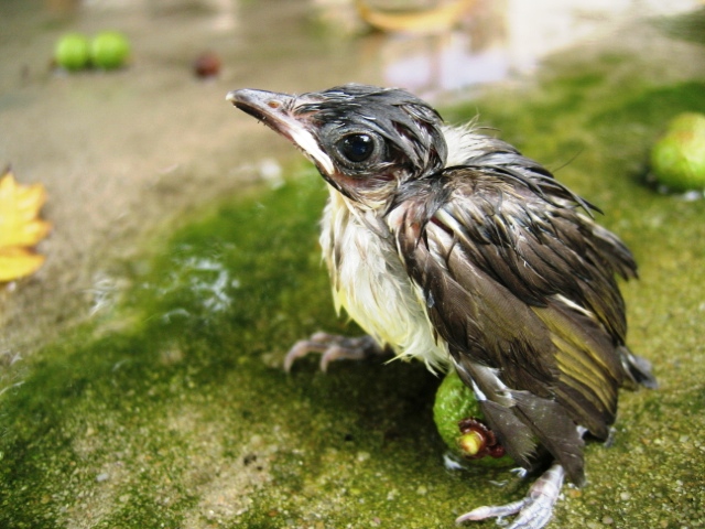 如何防止鸟窝下雨进窝出窝,鸟窝都是露天朝上遇到下雨怎么办