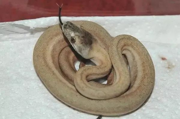 来自树梢上的艳丽-地毯蟒