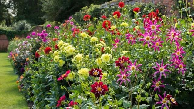 彼得兔的花园该怎么做,彼得兔的花园视频