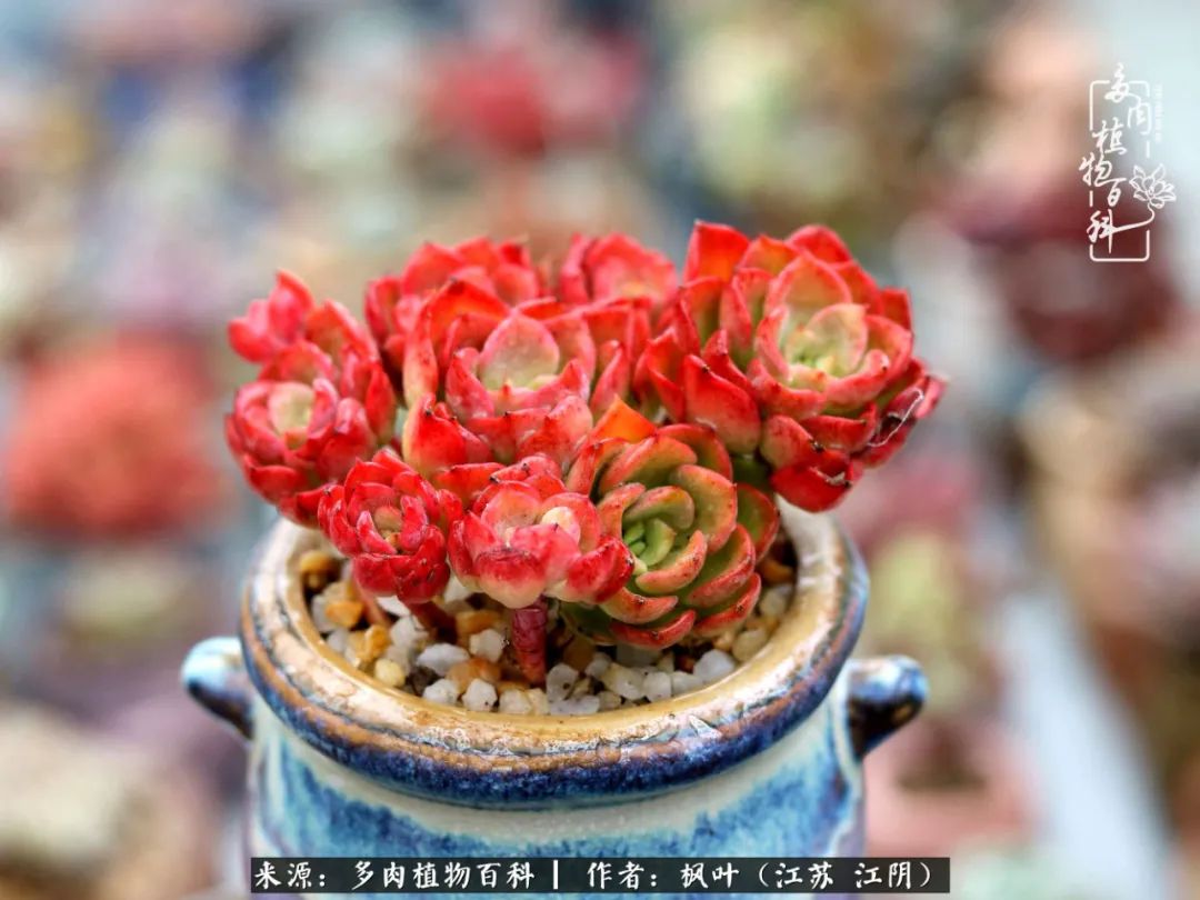 春有约，花不误，多肉与春天有个约会