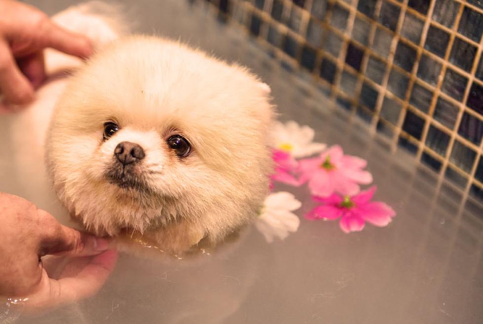 youngdoctor胶原蛋白肽是智商税吗,胶原蛋白是智商税