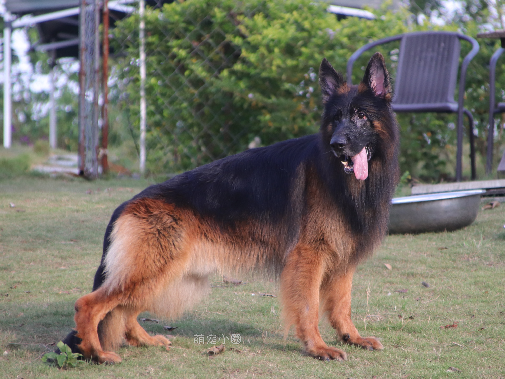 宠主们这8种水不能长期给狗狗喝,兽医表示:长期喝等于慢性自杀