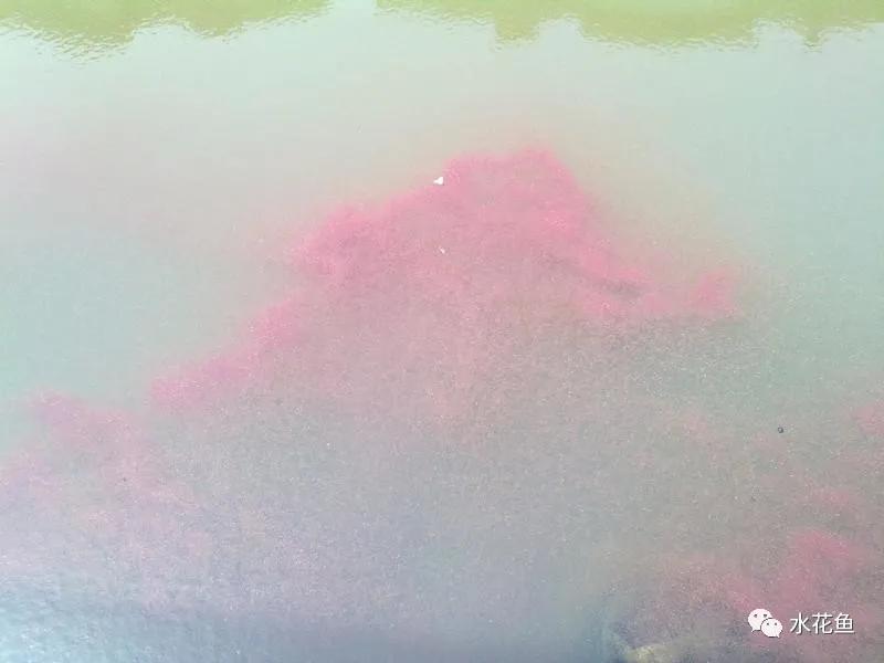 食藻虫怎么消灭,怎么培育食藻虫