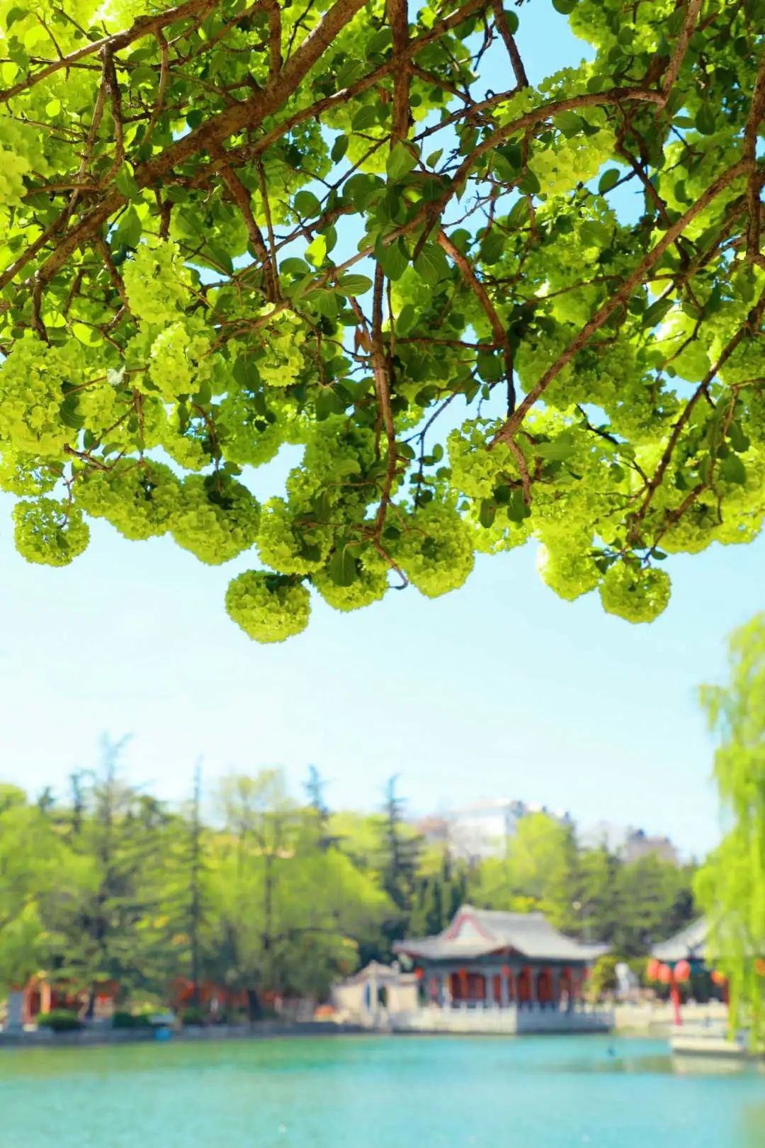 五一假期潍坊赏花踏青地推荐！这8个小众的绝美之地，一定要去走一走啊...