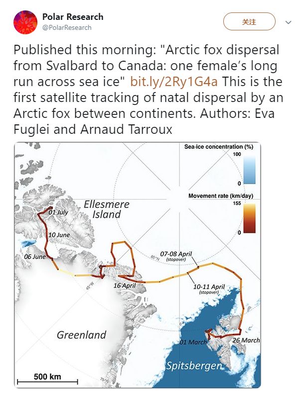 北极狐76天暴走3500公里,一只北极狐的真实生活