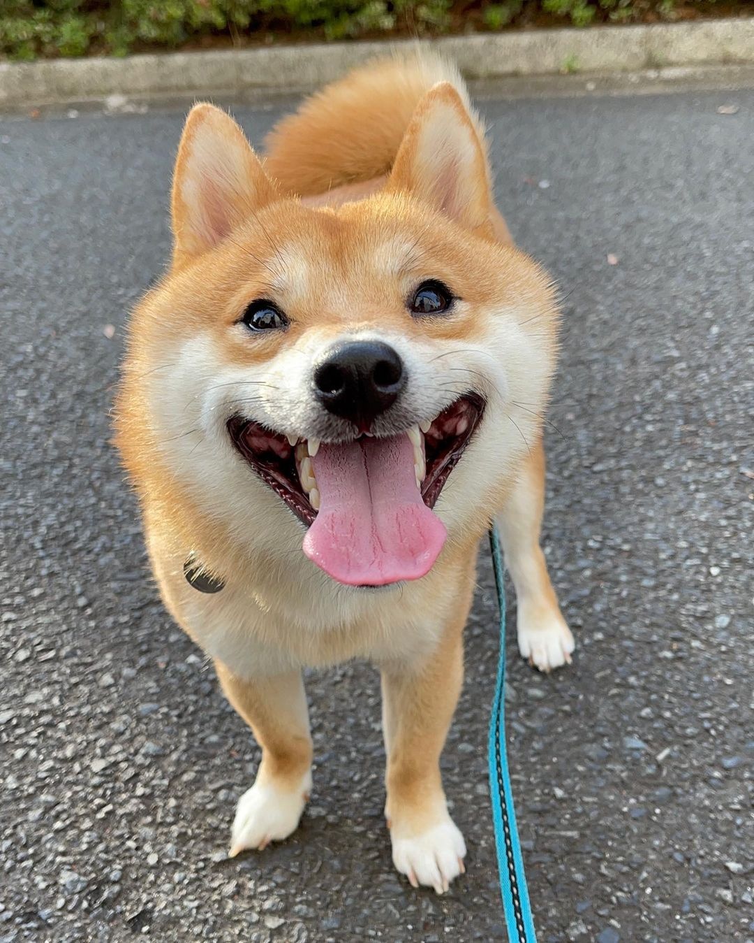 可爱呆萌治愈系的柴犬,柴犬超可爱照片