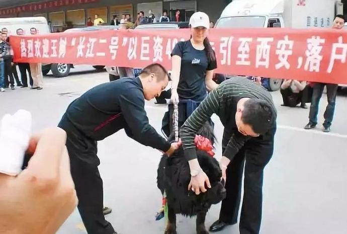 藏獒这10年来都经历了啥,曾经市价3000万的藏獒现状如何