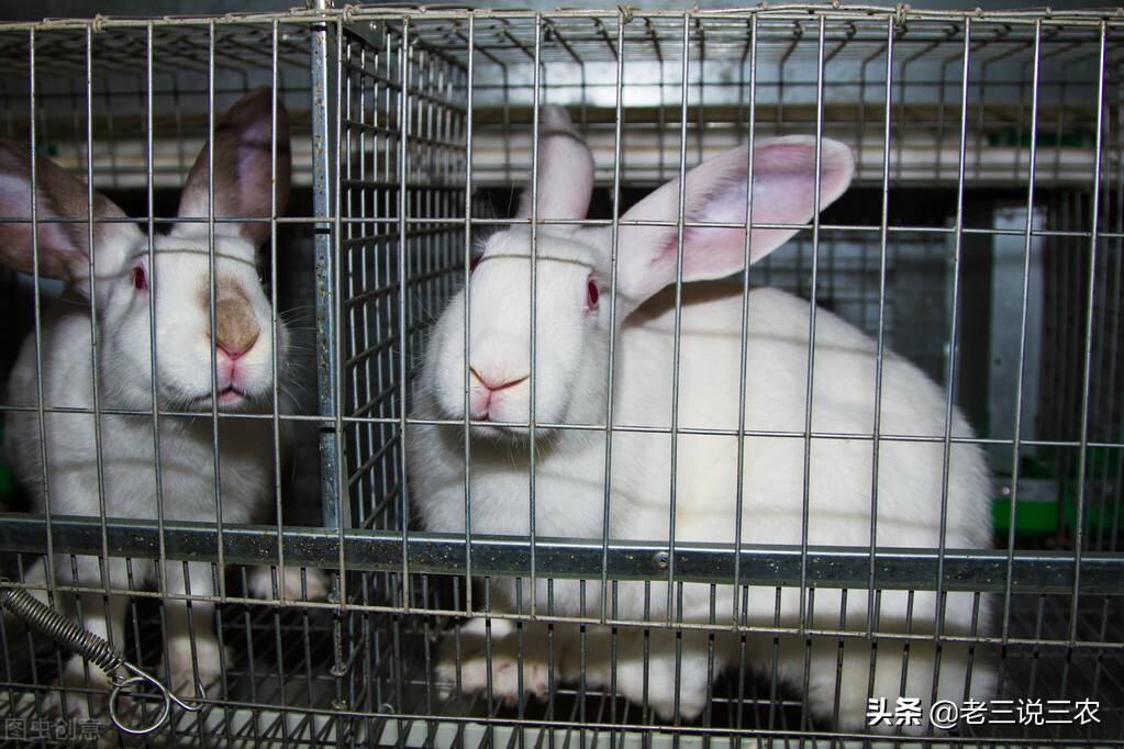 养100只母兔一年的利润,养兔200种兔一年能赚多少钱