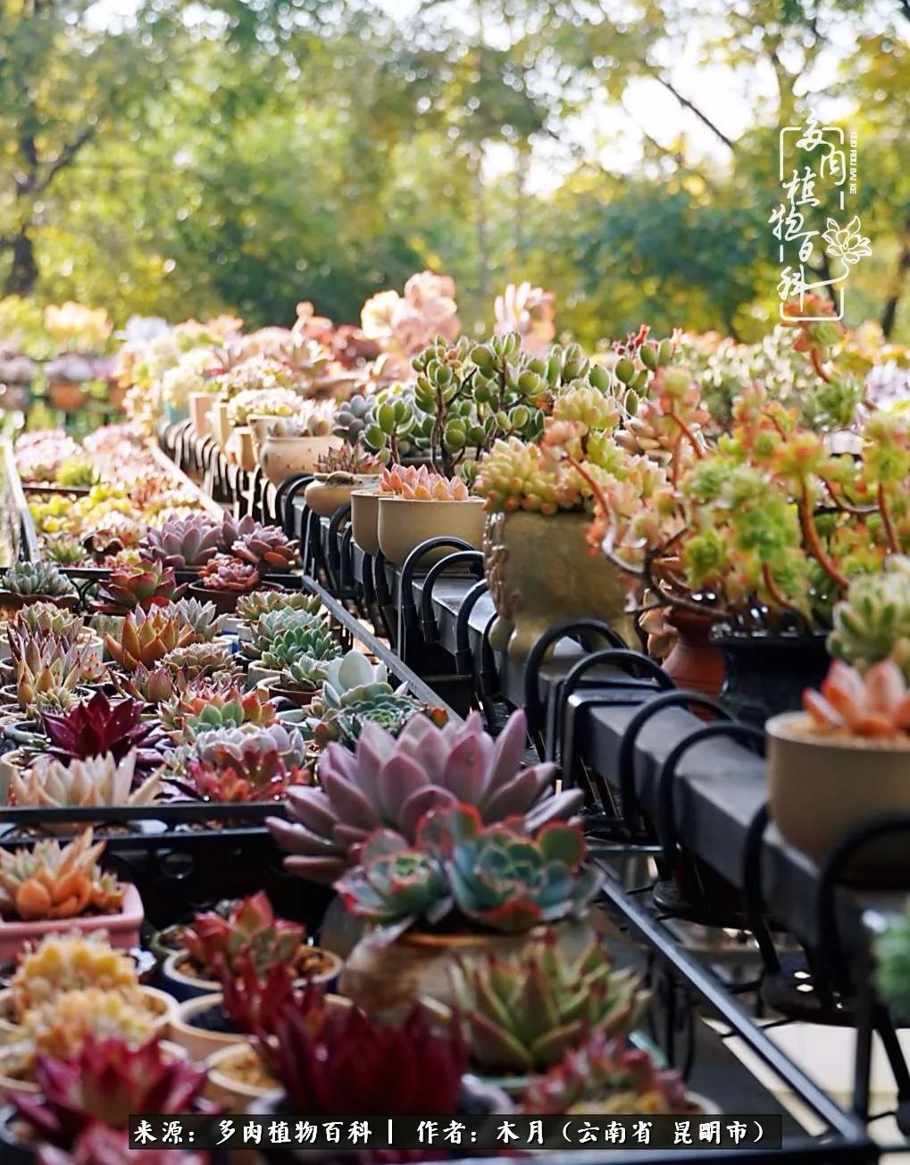 浅冬多肉，终有美好在等候