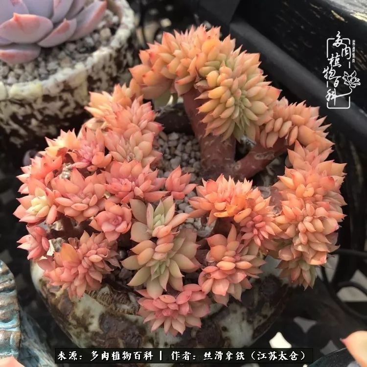 秋叶将落,秋叶即将落下你依然美丽