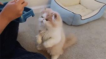 为什么很少有人养加菲猫,最难养的猫加菲猫