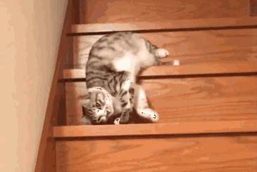 为啥猫是液体的,猫咪是液体猪吗