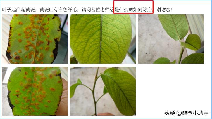 梨树开花时可以打防梨锈病的药吗,为什么梨树喷药了梨锈病更严重