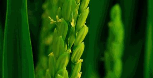 乳腺结节钙化3-4类有良性的可能吗,乳腺结节一般0.8是良性还是恶性