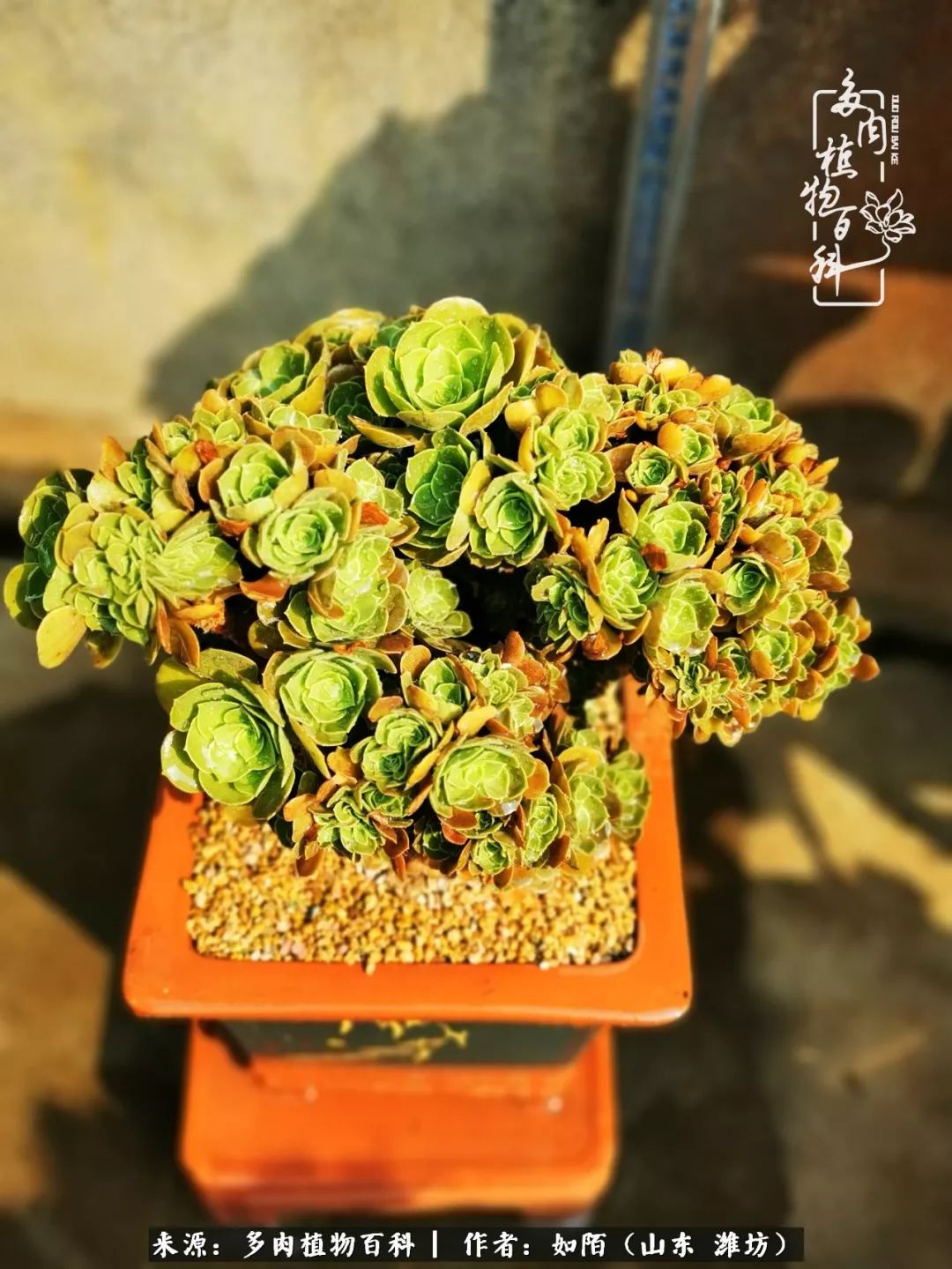 凤凰涅槃,浴火重生!多肉法师圣斗士们的秋天!(附养护经验)