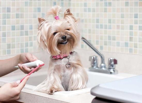 宠物美妆护肤,宠物美妆行业