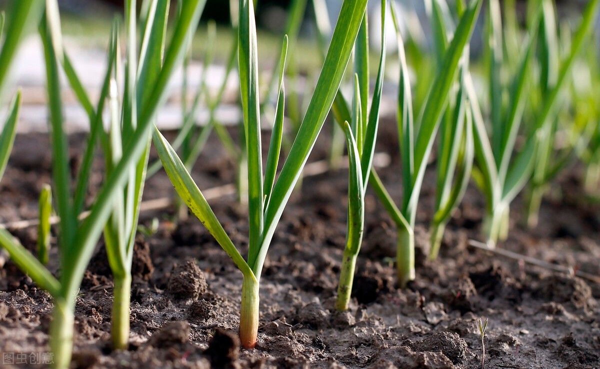 农药小蓝帽治大蒜锈病吗,大蒜灭锈病用什么农药