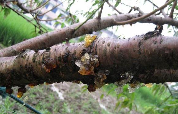 桃树流胶特效药,生石灰能治桃树流胶
