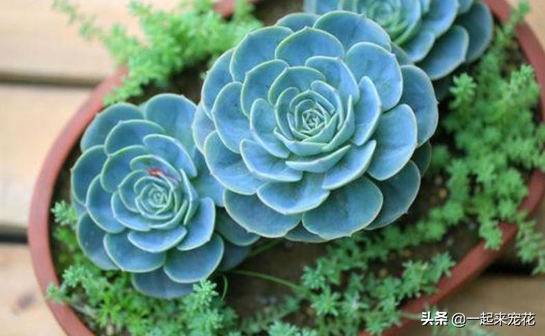 多肉玉蝶可以长多大,多肉玉蝶怕晒吗