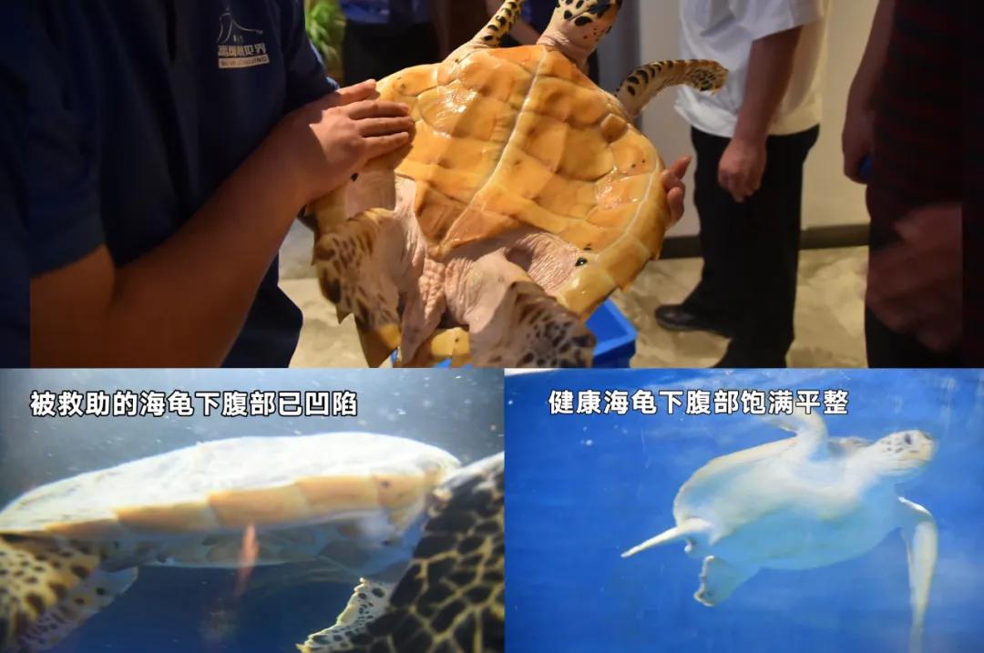 紧急救援！“被拐”极危物种玳瑁“落户”北京