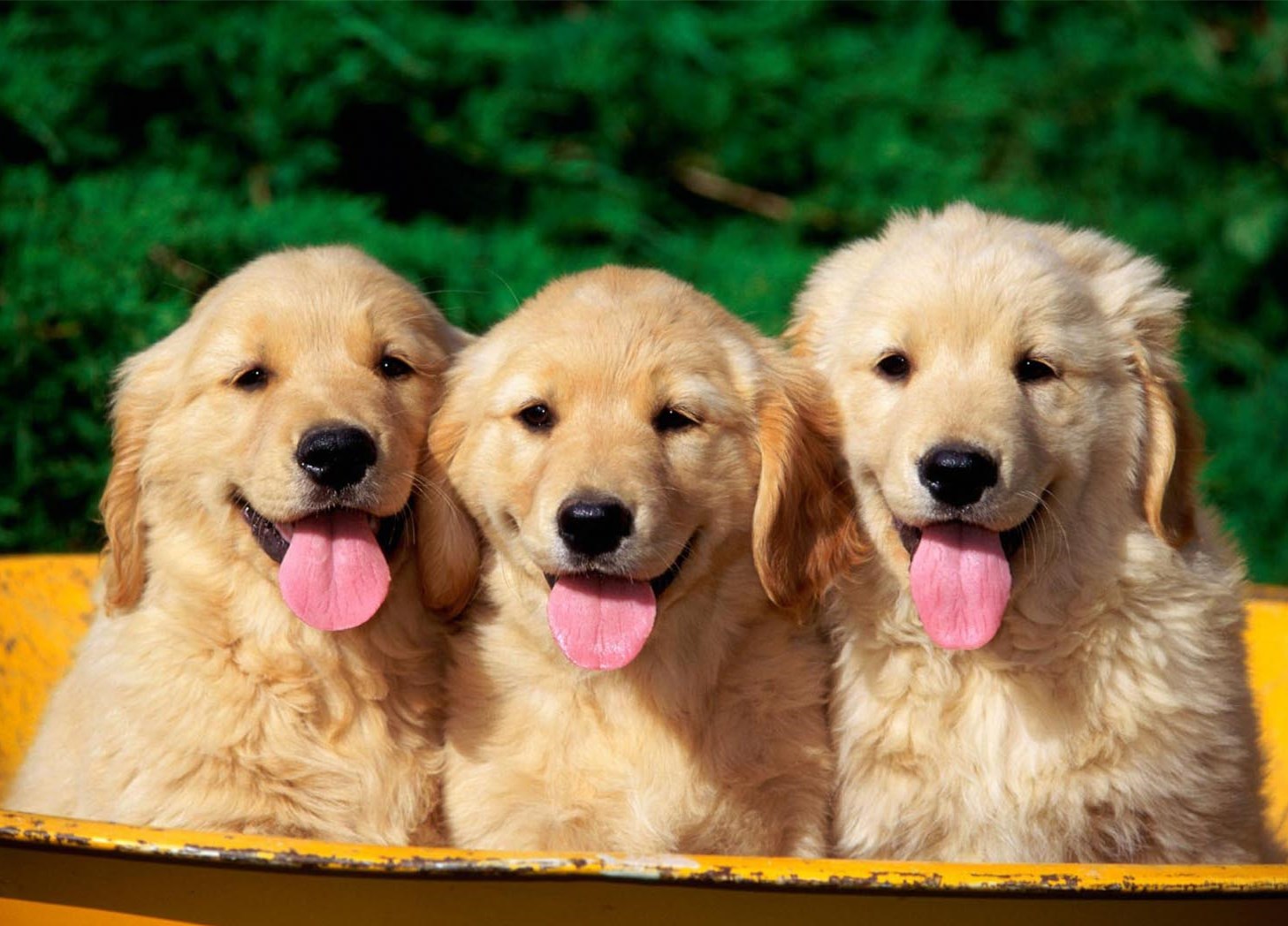 冬天怎么给狗狗洗澡才能不生病,狗狗不洗澡也能保持干净的方法