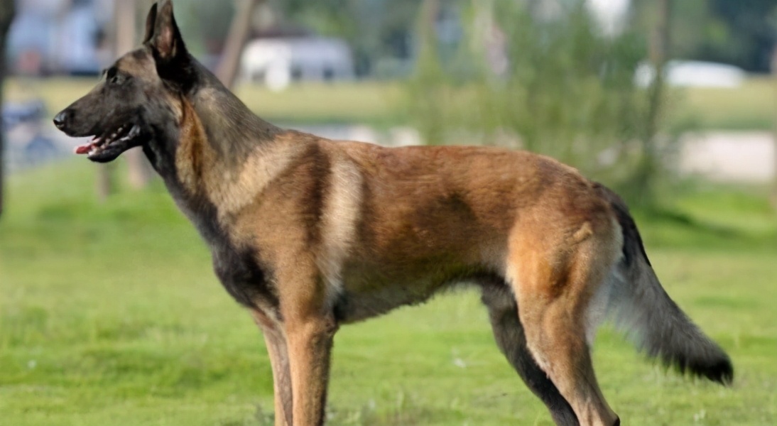 马犬和德牧杂交的后代好看吗,马犬凭什么叫板德牧一哥