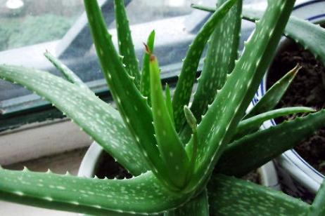 小芦荟叶发黄需要剪吗,芦荟叶片发黄要上什么肥