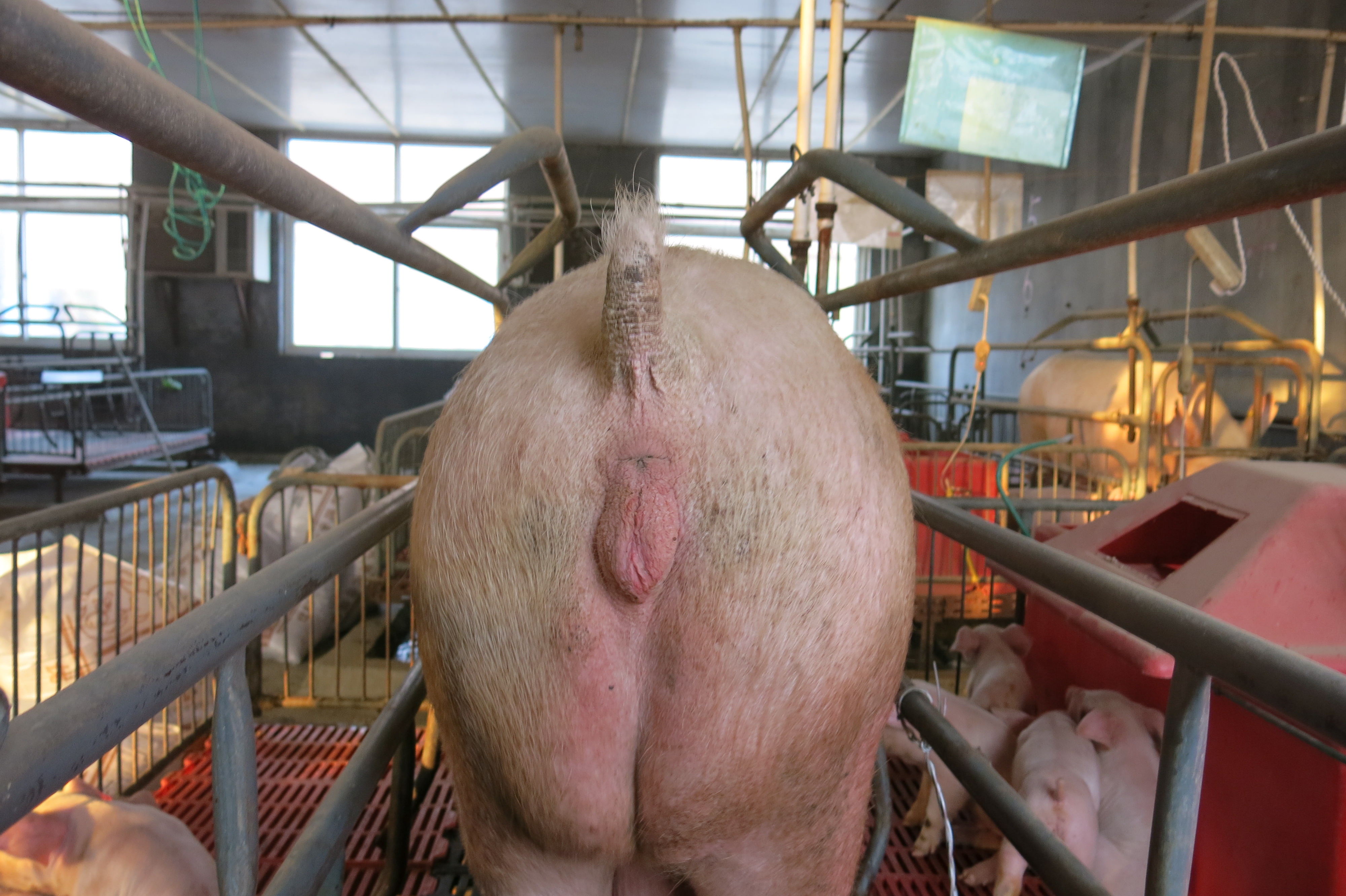 泌乳方法,泌乳的手法