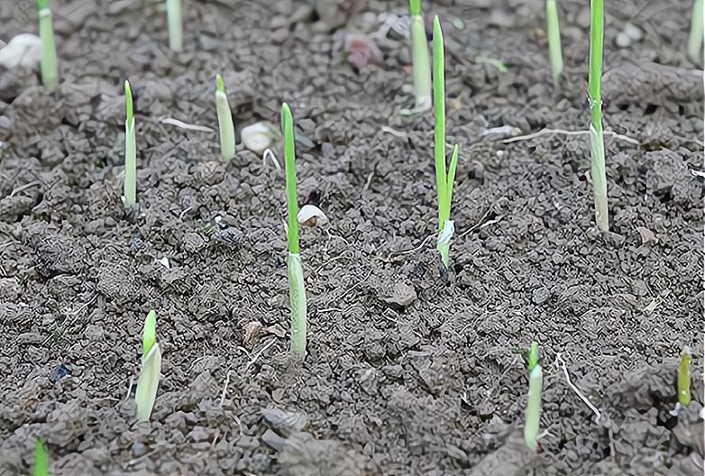 大蒜种植怎么才能高产,大蒜如何种植才高产量