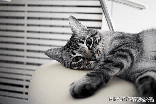 铲屎官发现俩猫咪,猫咪铲屎除臭最有效的方法