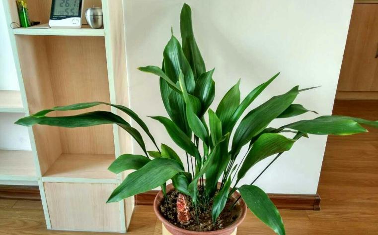 哪种兰不是真正的兰科植物,兰科兰属植物有哪些