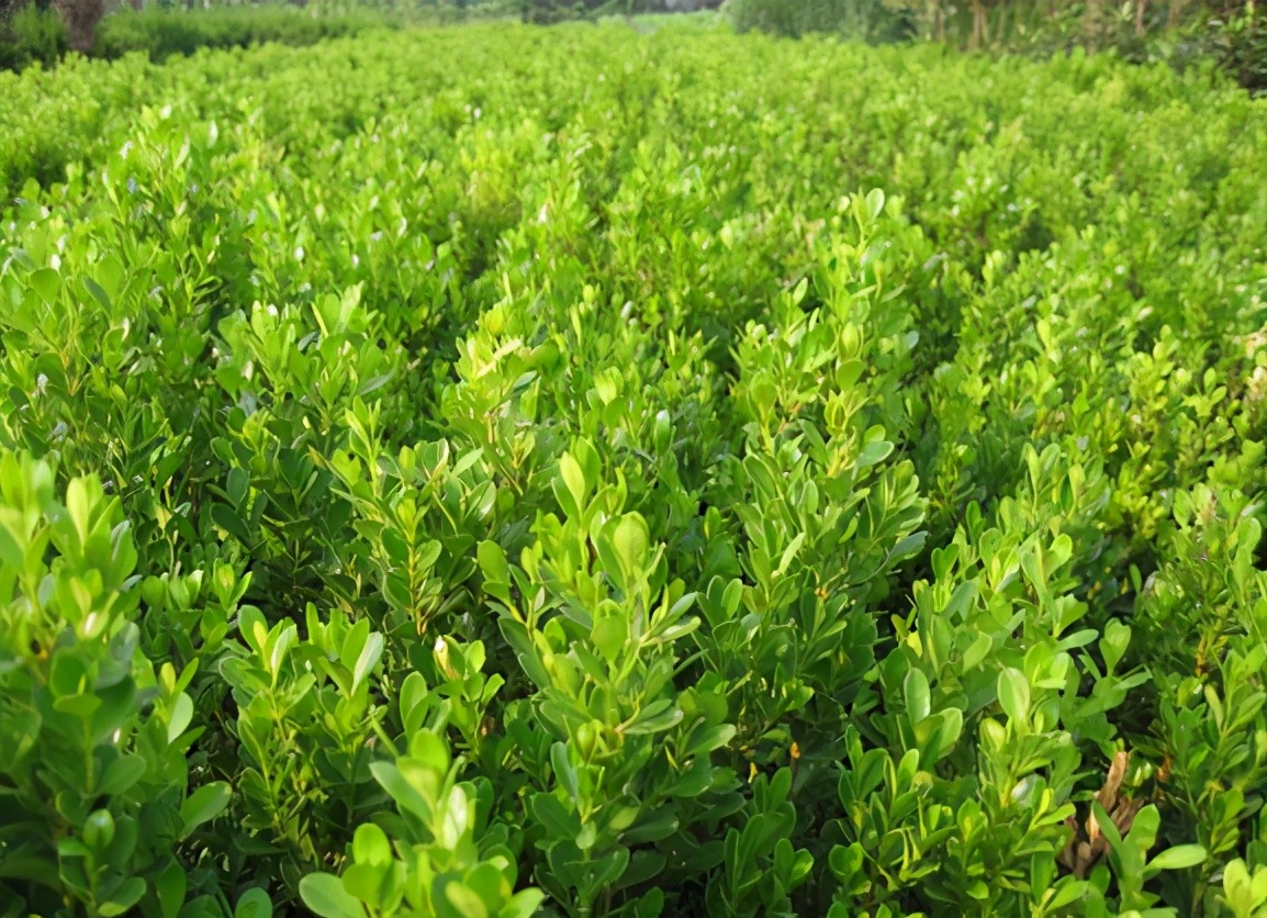 瓜子黄杨叶黄原因,瓜子黄杨叶片有斑点