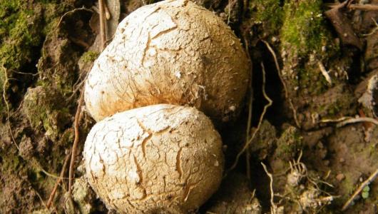 桃白柏试吃三大顶级美食之松露,世界三大顶级美食松露