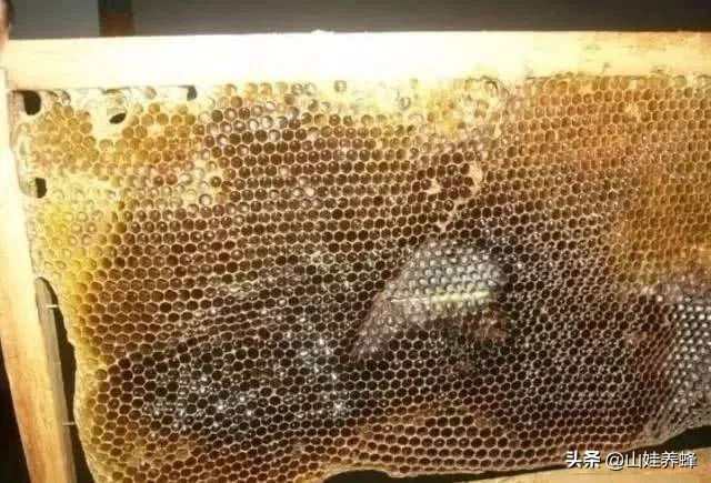 蜂群如何治巢虫,蜂群里有工蜂怎么防治