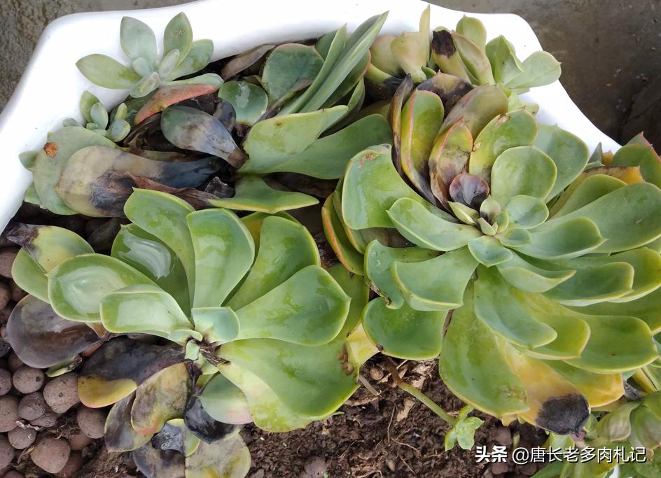 多肉玉蝶底部出现黄叶是怎么回事,多肉玉蝶可以在太阳底下暴晒吗