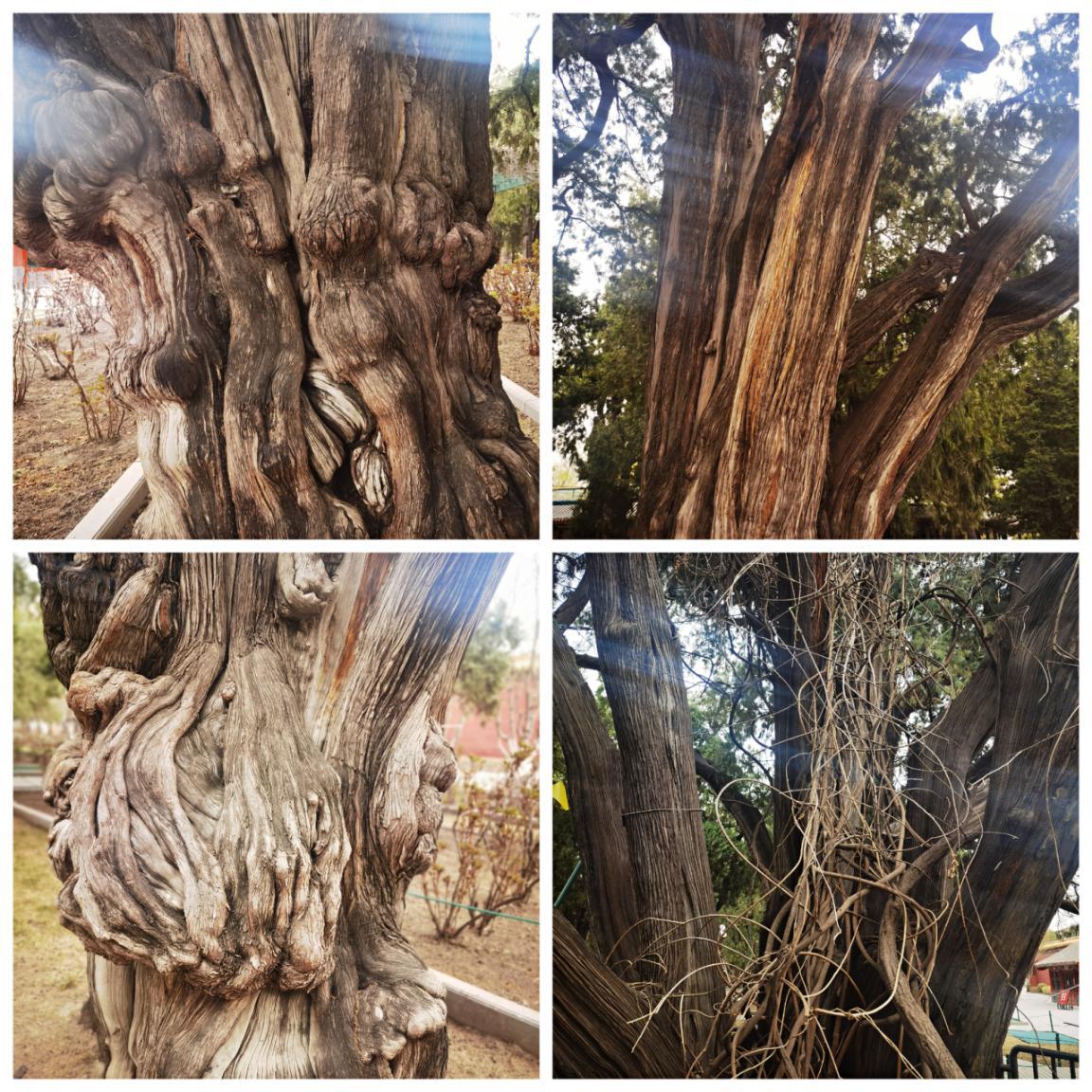 北京的园子有哪些,记忆中的老北京公园