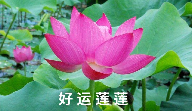 许家印120亿打造莲花形足球场,许家印恒大足球专业足球场