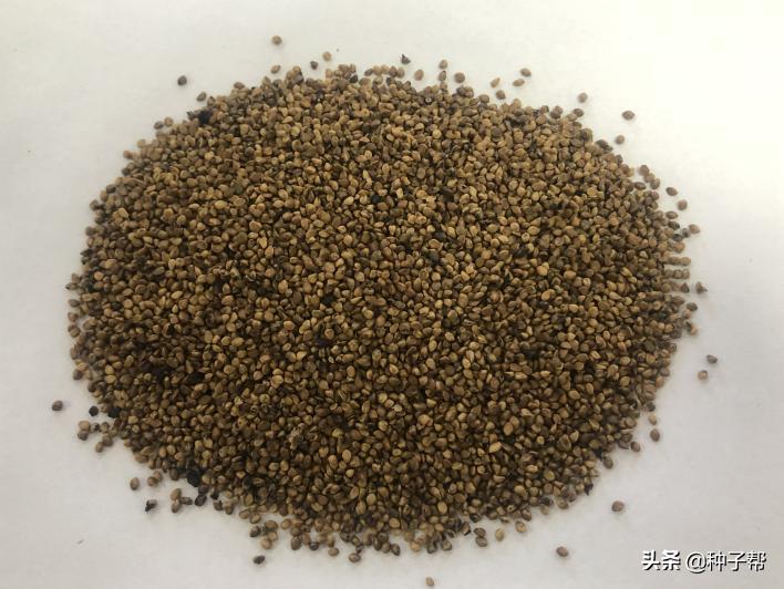 蛋白桑栽培一亩多少棵,蛋白桑骗局