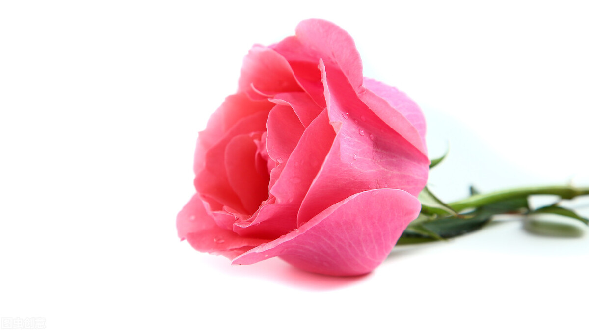 红色玫瑰代表着热烈的爱情,红玫瑰最能代表爱情的鲜花