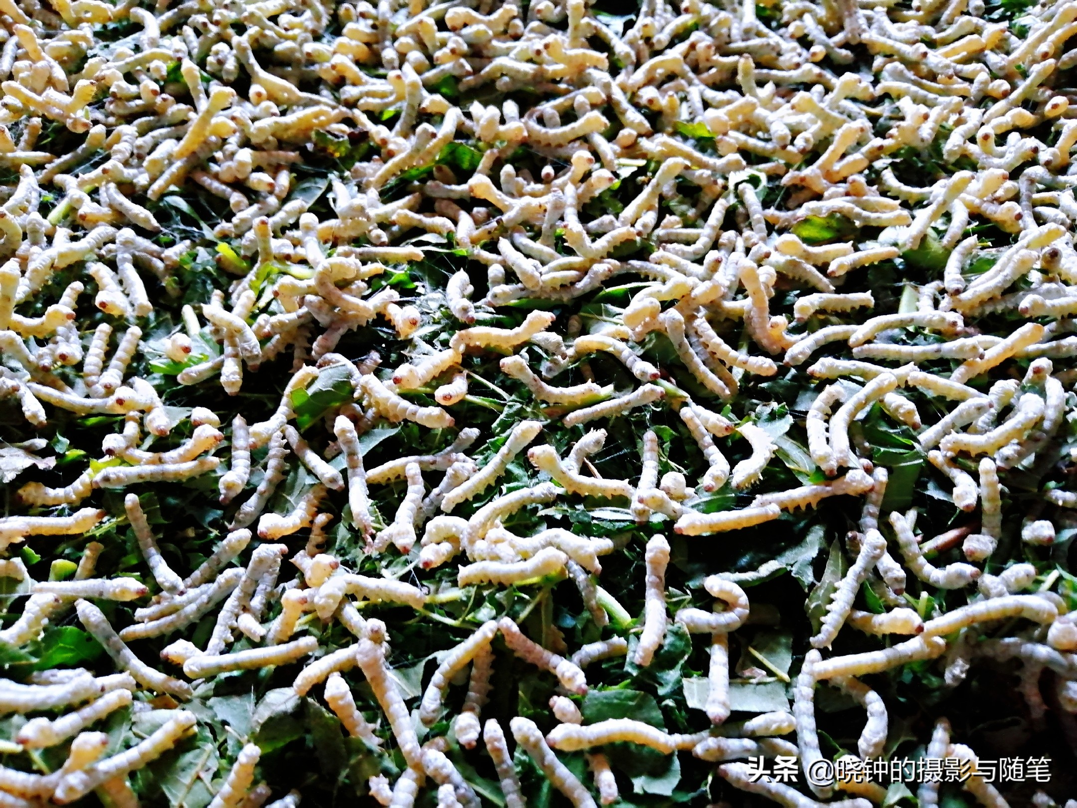 越南丝绸国营品牌,越南芽庄丝绸