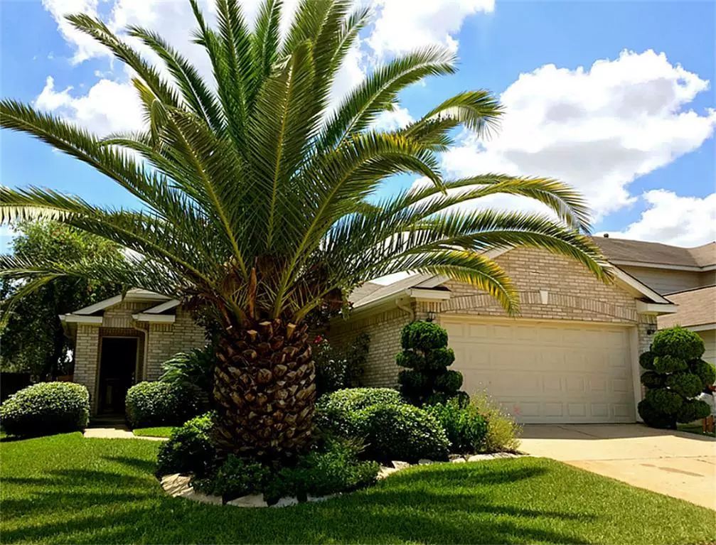 棕榈科植物的景观用途,观赏棕榈植物与景观