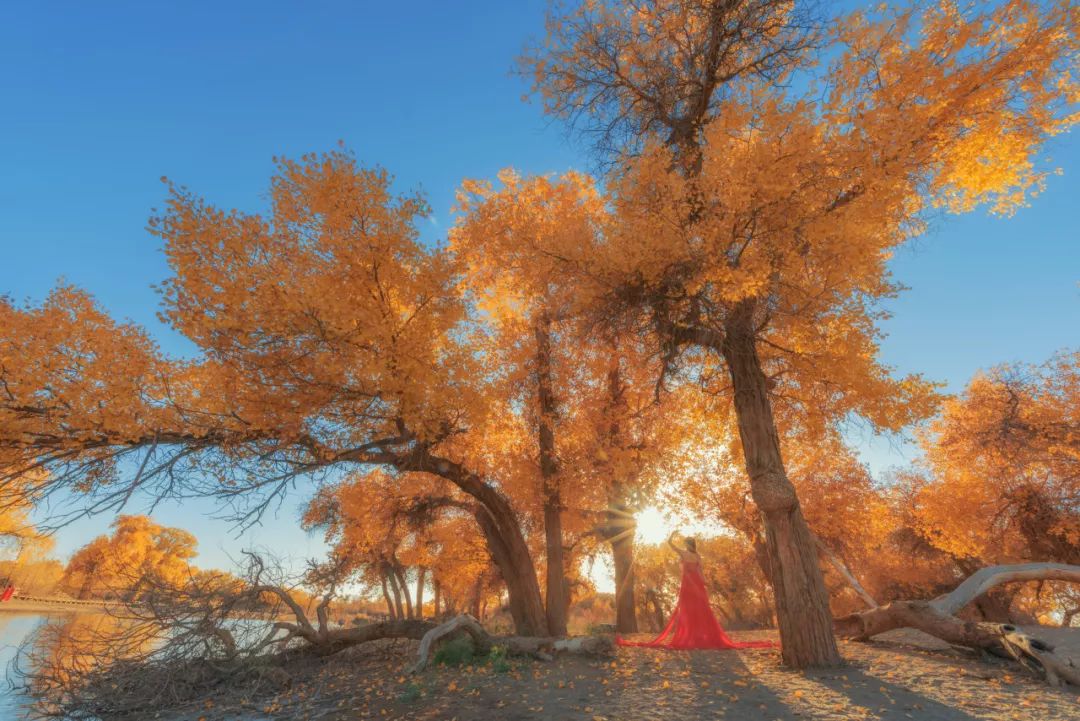 成都到额济纳胡杨林自驾旅游攻略,自驾胡杨林额济纳旗开什么车