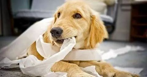 狗狗吃油腻多了拉肚子怎么治疗,狗狗拉肚子不吃食了是什么原因