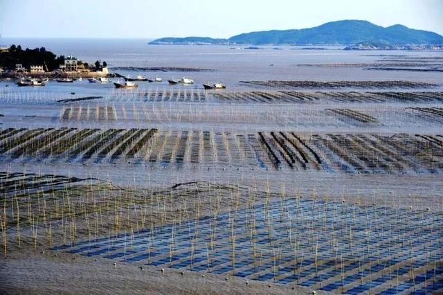 如何挑选又厚又好的干海带,包小仙裙带菜