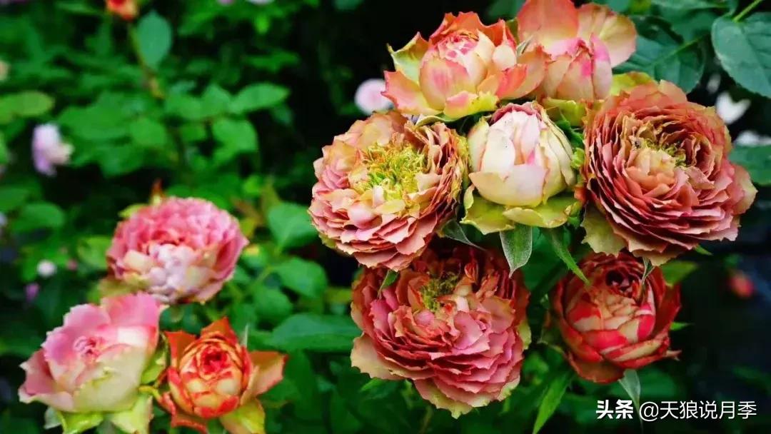 露台打造花海,她用10年改造庭院