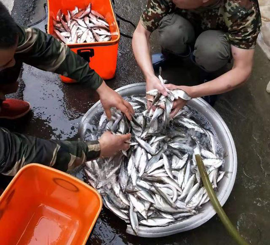 白条闹窝最佳解决方法,白条闹窝怎么解决