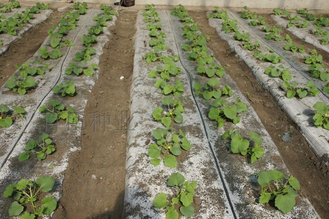 甜瓜霜霉病危害叶片减产严重，采取5项技术措施综合防治效果好